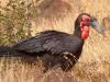 SÃ¼dlicher Hornrabe (Bucorvus leadbeateri)