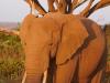 Afrikanischer Elefant (Loxodonta africana)