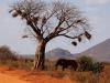 Afrikanischer Elefant (Loxodonta africana)