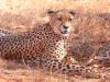 Gepard (Acinonyx jubatus)