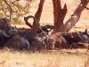 Afrikanischer BÃ¼ffel (Syncerus caffer), auch KaffernbÃ¼ffel