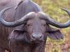 Afrikanischer BÃ¼ffel (Syncerus caffer), auch KaffernbÃ¼ffel