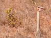 Afrikanischer StrauÃŸ (Struthio camelus)