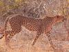 Gepard (Acinonyx jubatus)