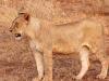 LÃ¶we (Panthera leo)