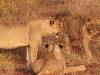 LÃ¶we (Panthera leo)