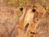 LÃ¶we (Panthera leo)