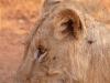 LÃ¶we (Panthera leo)