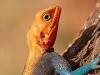 Siedleragame (Agama agama)
