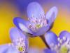 LeberblÃ¼mchen (Anemone hepatica)