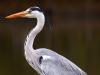 Graureiher (Ardea cinerea)