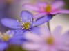 LeberblÃ¼mchen (Anemone hepatica)