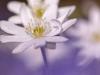 LeberblÃ¼mchen (Anemone hepatica)