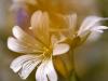 Acker-Hornkraut (Cerastium arvense)