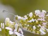 Aurorafalter (Anthocharis cardamines)