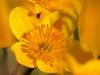 Sumpfdotterblume (Caltha palustris)