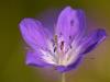 Wald-Storchschnabel (Geranium sylvaticum)