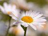 Magerwiesen-Margerite (Leucanthemum vulgare)