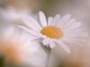 Magerwiesen-Margerite (Leucanthemum vulgare)
