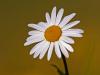 Magerwiesen-Margerite (Leucanthemum vulgare)