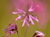 Kuckucks-Lichtnelke (Lychnis flos-cuculi)