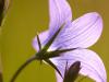 Wiesen-Glockenblume (Campanula patula)
