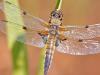 Vierfleck (Libellula quadrimaculata)