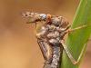 Vierfleck (Libellula quadrimaculata), Larve