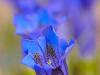Alpen-Enzian (Gentiana alpina)
