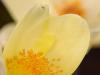 Schwefelgelbe Alpenanemone (Pulsatilla alpina)