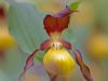 Gelber Frauenschuh (Cypripedium calceolus)
