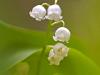 MaiglÃ¶ckchen (Convallaria majalis)