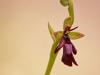 Fliegen-Ragwurz (Ophrys insectifera)