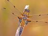 Vierfleck (Libellula quadrimaculata)