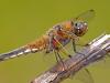 Vierfleck (Libellula quadrimaculata)