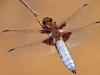 Plattbauch (Libellula depressa)