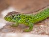 Zauneidechse (Lacerta agilis)