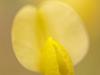 Platterbse (Lathyrus)