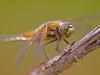 Vierfleck (Libellula quadrimaculata)