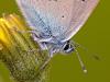 Rotklee-BlÃ¤uling (Polyommatus semiargus)