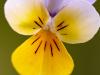 Wildes StiefmÃ¼tterchen (Viola tricolor)