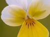 Wildes StiefmÃ¼tterchen (Viola tricolor)