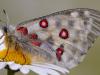 Apollofalter (Parnassius apollo)