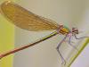 GebÃ¤nderte Prachtlibelle (Calopteryx splendens)