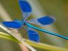 GebÃ¤nderte Prachtlibelle (Calopteryx splendens)