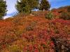 Herbst