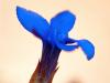 Frühlings-Enzian (Gentiana verna)