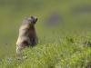 Murmeltier (Marmota)