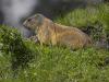 Murmeltier (Marmota)