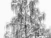 Birke